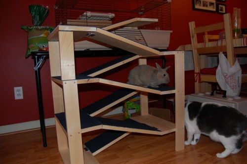 bunnyrampconfront