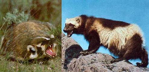 [Image: badgerwolverine.jpg]