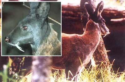 [Image: muskdeer.jpg]