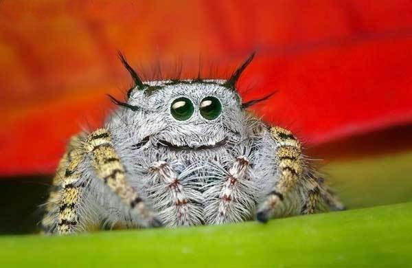 [Image: spidersmile.jpg]